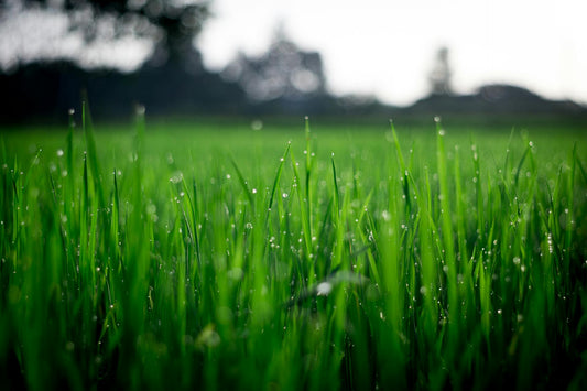 Césped: El Tapiz Verde de tu Jardín