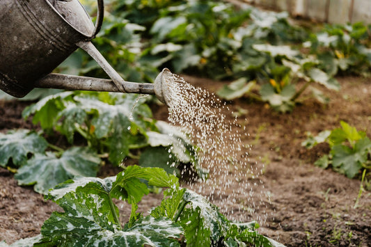 Riego y Climatización: Cómo Mantener tus Plantas Felices y Saludables
