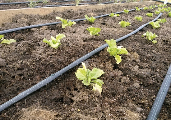 ROLLO CINTA CON GOTEO 250M - 16 MM - DISTANCIA GOTEO 20 CM