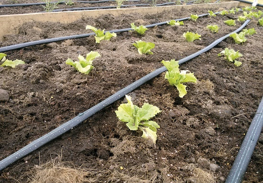 ROLLO CINTA CON GOTEO 250M - 16 MM - DISTANCIA GOTEO 20 CM