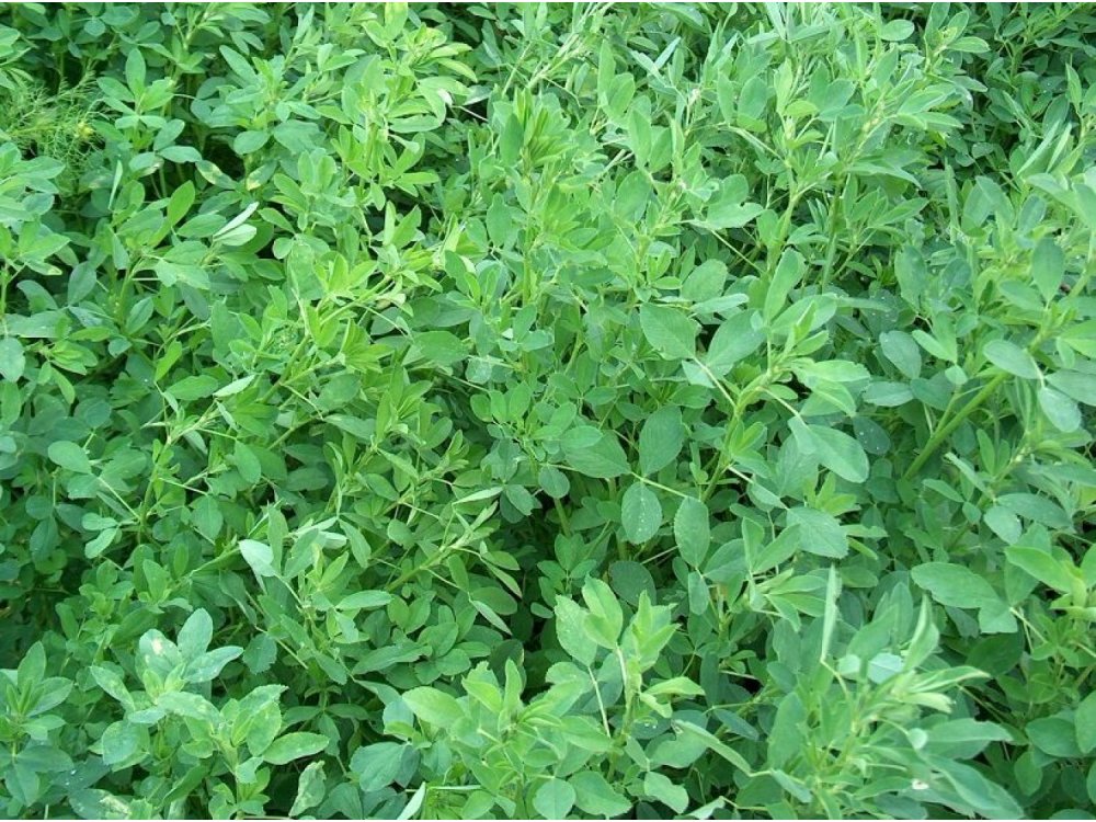 ALFALFA EZZELINA R2 10 KG - SEMENTE CERTIFICADA ROCALBA
