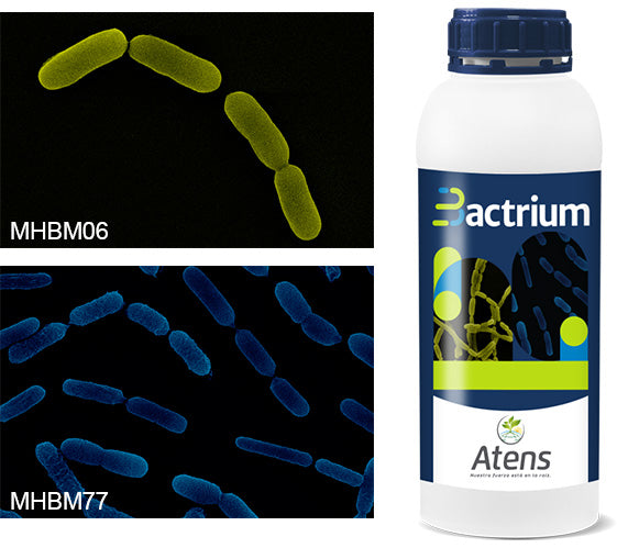 BACTRIUM 1 LITRO - BACTERIAS BENEFICIOSAS ECOLOGICAS