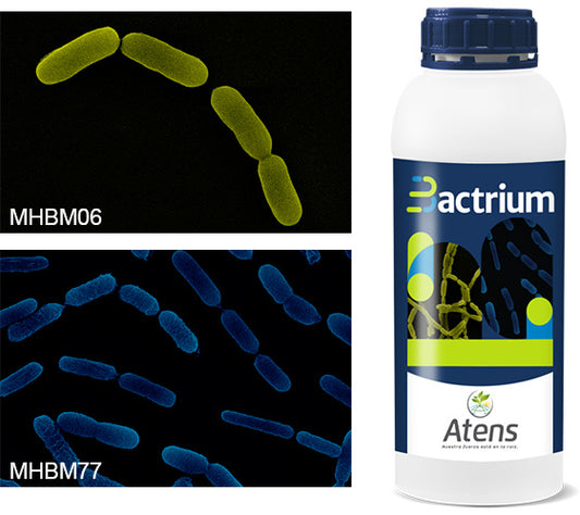 BACTRIUM 1 LITRO - BACTERIAS BENEFICIOSAS ECOLOGICAS