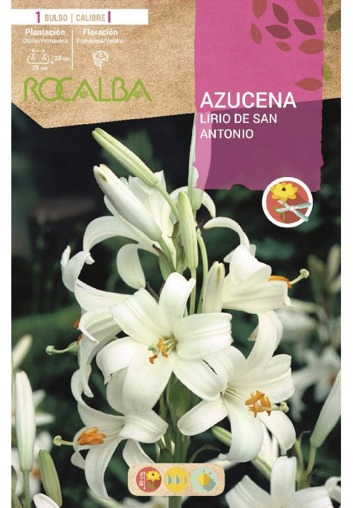 BULBO AZUCENA LIRIO DE SAN ANTONIO - 1 UD
