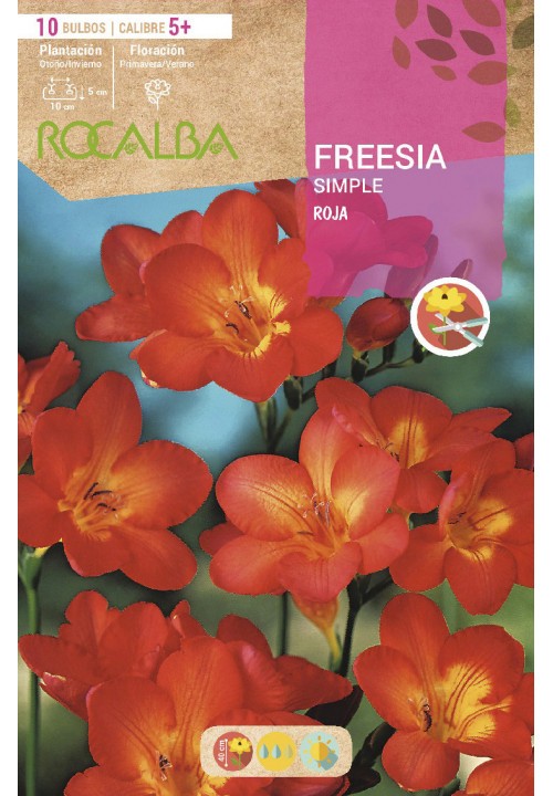 BULBO SIMPLES DE FREESIA VERMELHO - 10 UNIDADES
