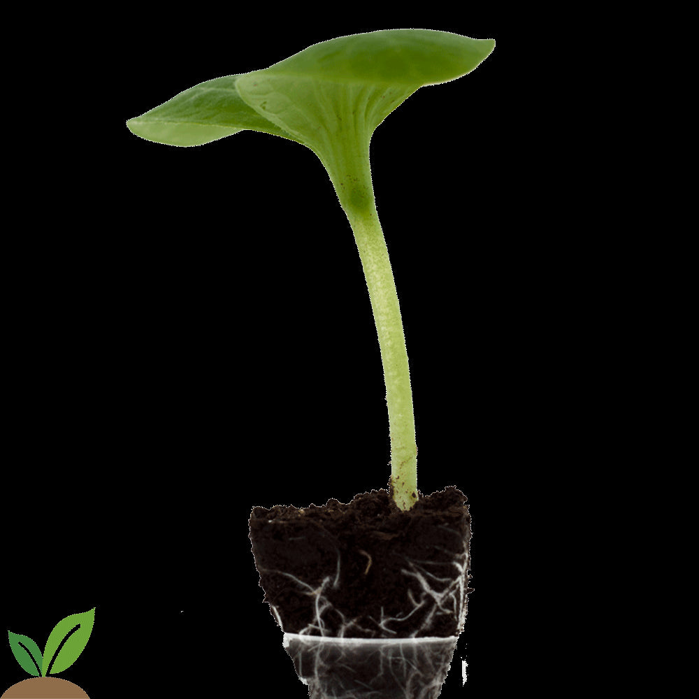 CALABACIN BLANCO PACK-10 UD.