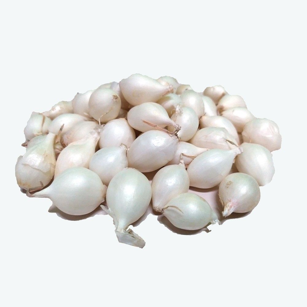 SEMENTE CEBOLA Branca Bola de Neve Branca - BULBOS DE MALHA 1KG