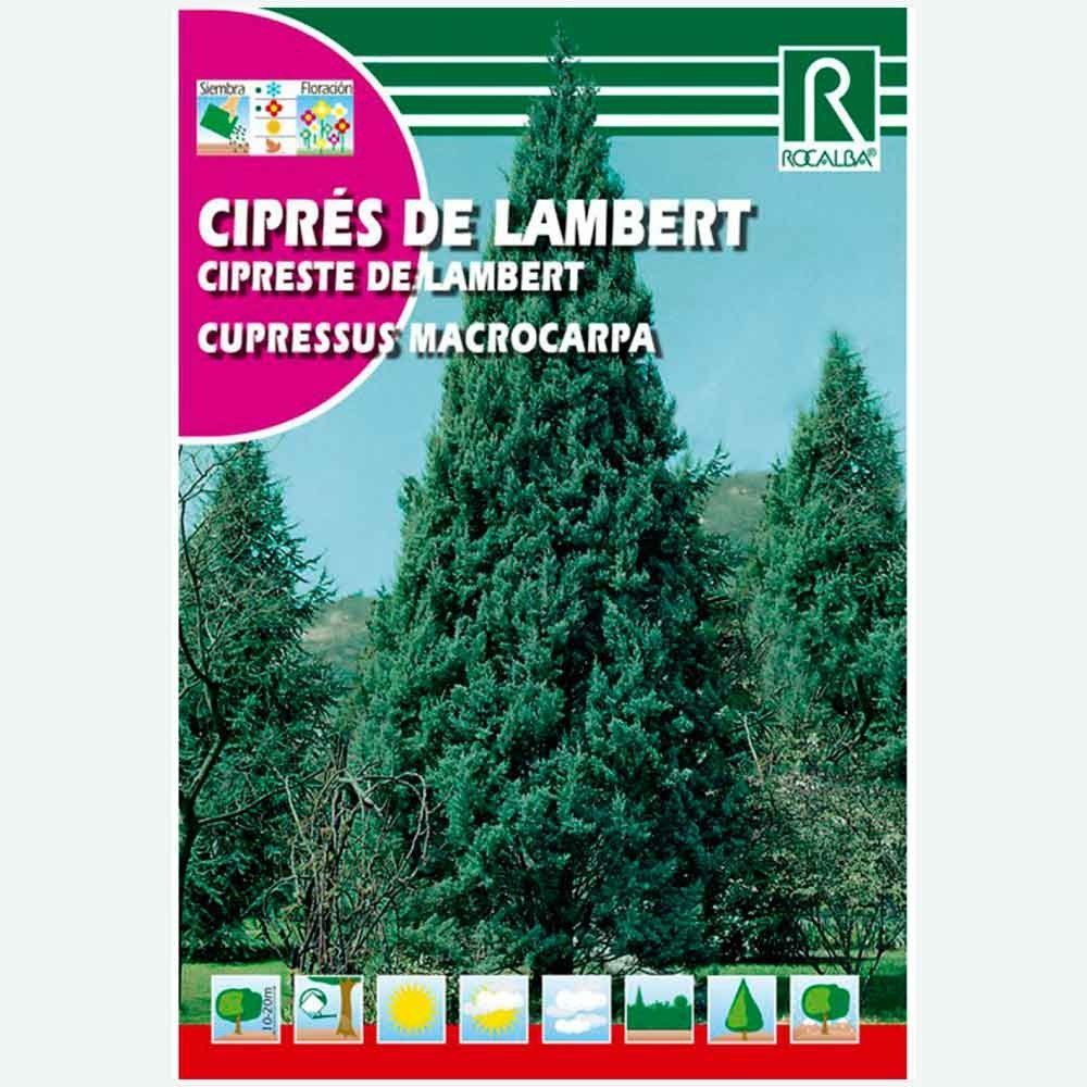 CIPRES DE LAMBERT - SOBRE DE SEMILLAS 1 GR.