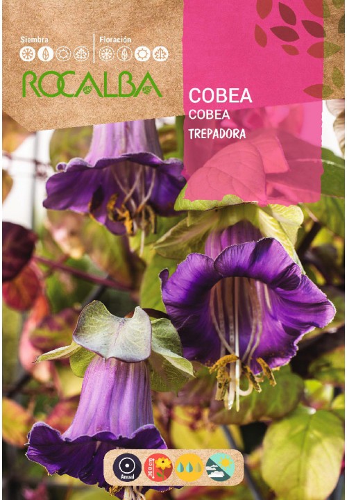 COBEA SCANDENS TREPADORA AZUL VIOLETA - SOBRE DE SEMILLAS 1G