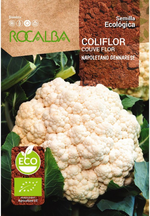 COLIFLOR NAPOLETANO GENNARESE ECO