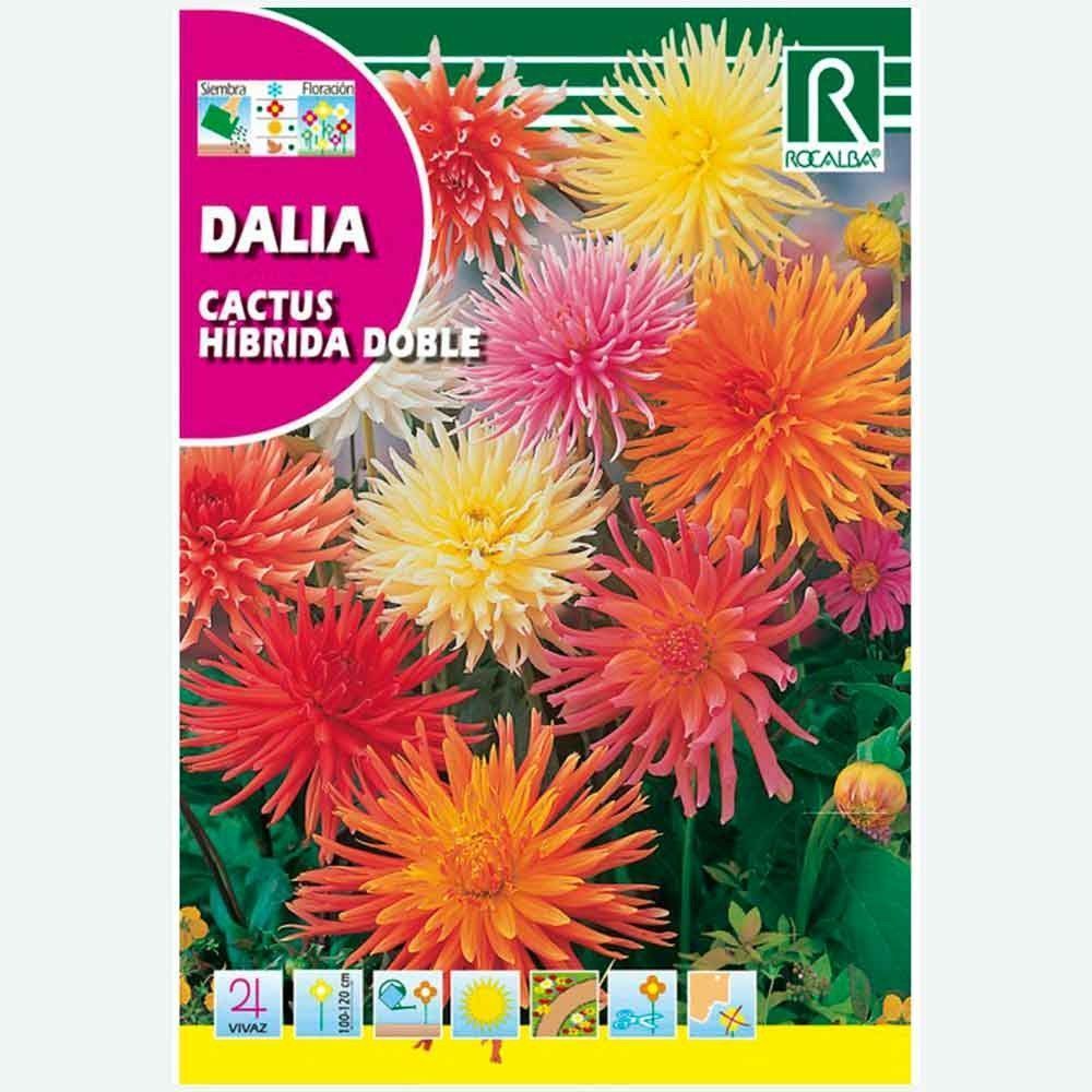 DALIA CACTUS HIBRIDA DOBLE VARIADA - SOBRE DE SEMILLAS 0,5G