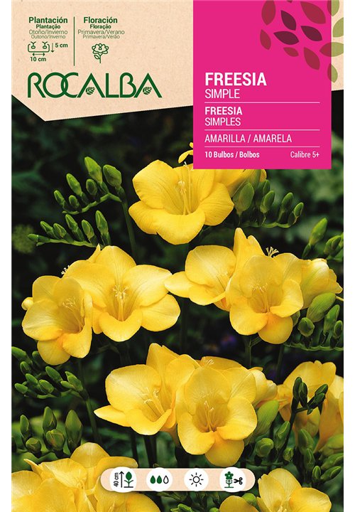 BULBO FREESIA SIMPLE AMARILLA - 10 UD