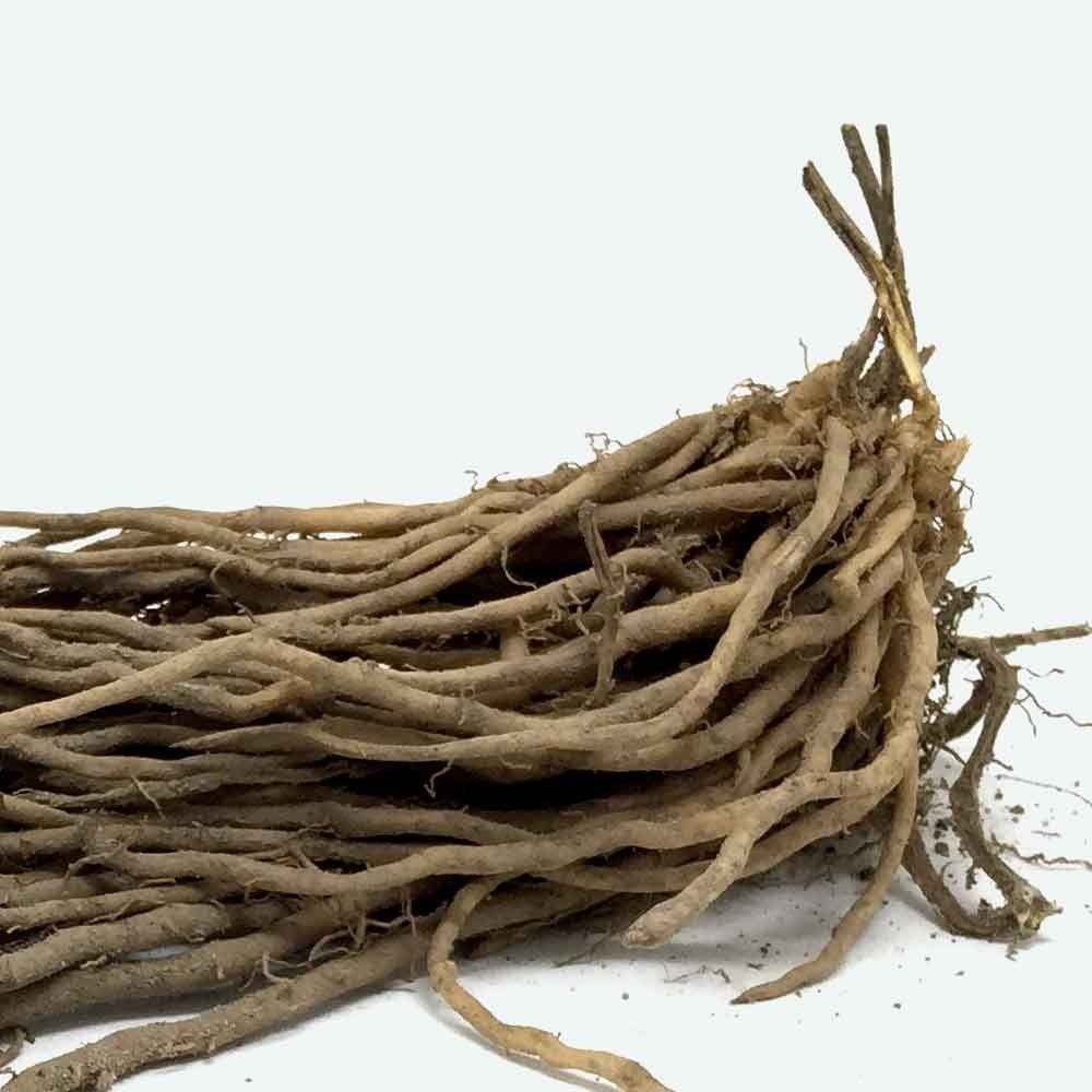 GARRAS DE ESPARRAGOS APOLO - 125 UD -ZARPAS DE ESPÁRRAGOS