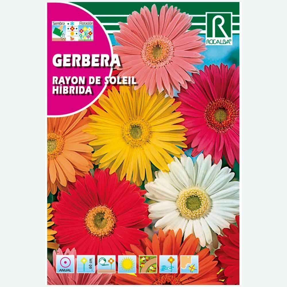 GERBERA RAYON DE SOLEIL HÍBRIDO - AMOSTRA DE SEMENTES 0,1g
