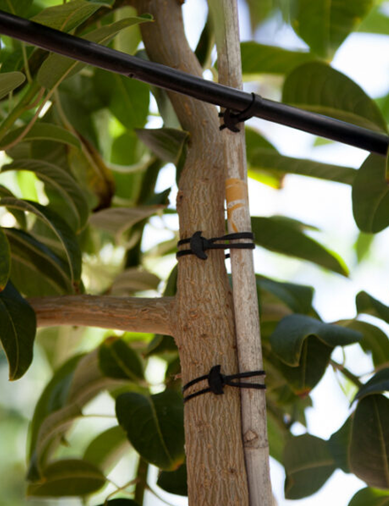 GOMA ANCLA 15 CM PACK 100 UD. / ENTUTORAR Nº15