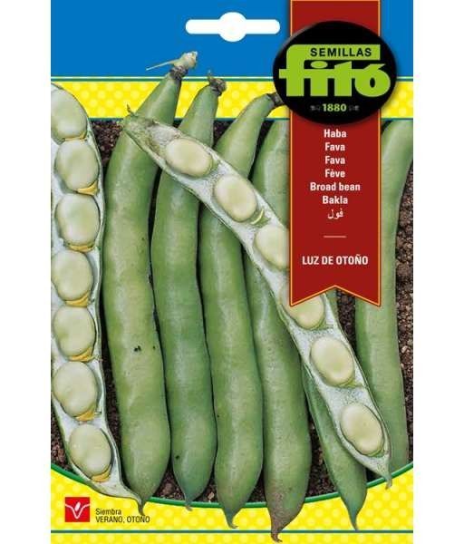 HABA LUZ DE OTOÑO 1KG - VAR. PRECOZ