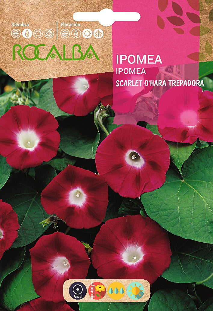 IPOMEA SCARLET O´HARA TREPADORA - ROCALBA 6GR