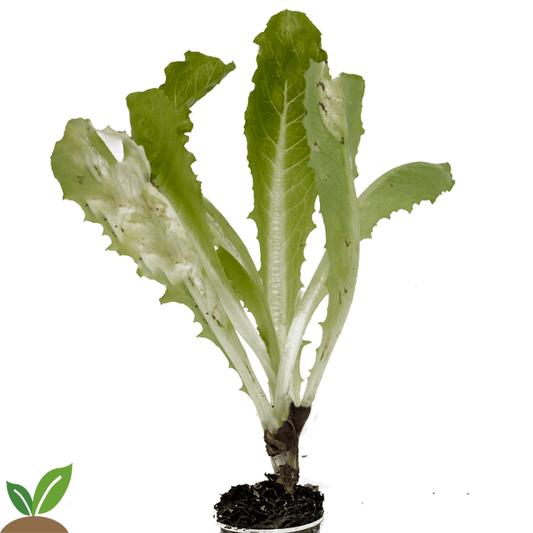 LECHUGA PACK-10 UD