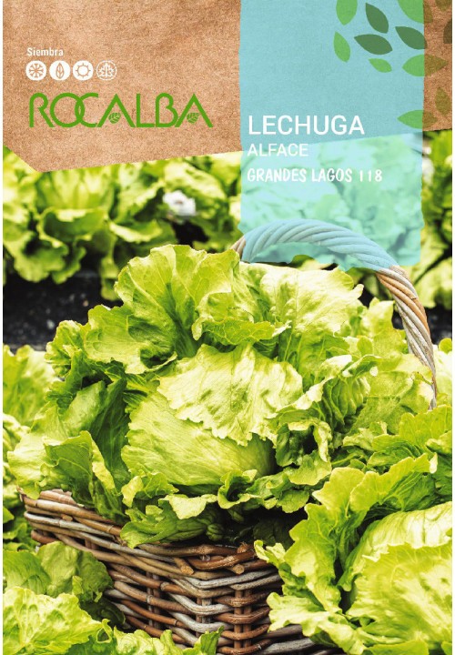 LECHUGA ICEBERG GRANDES LAGOS 6GR. - SEMILLAS ROCALBA