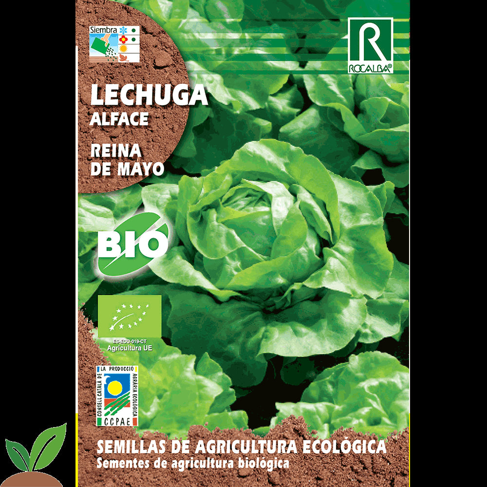 LECHUGA REINA DE MAYO ECO