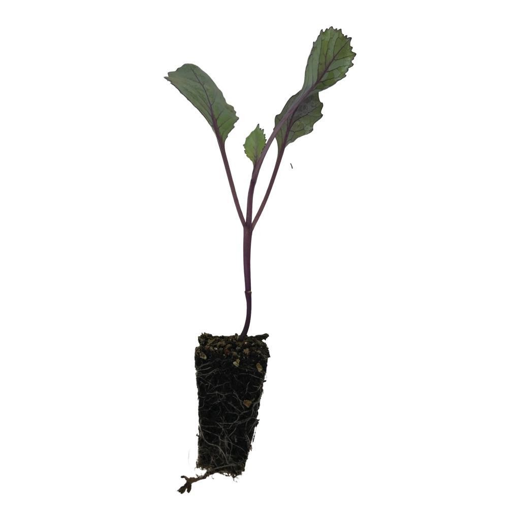 LOMBARDA PACK-10 PLANTEL RESIDUO 0