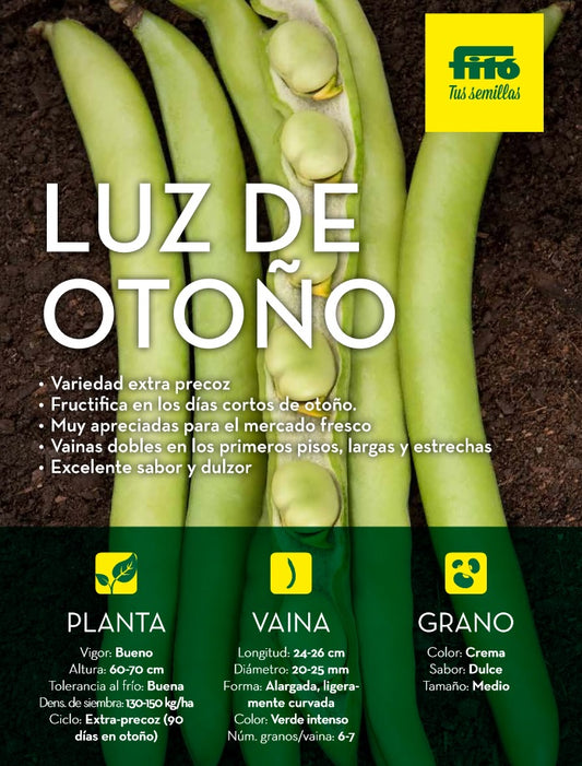 HABA LUZ DE OTOÑO 1KG - VAR. PRECOZ