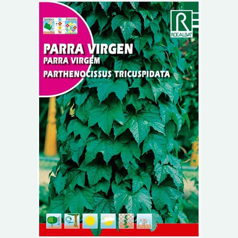 VIDEIRA VIRGEM - ENVELOPE DE SEMENTES 1GR.