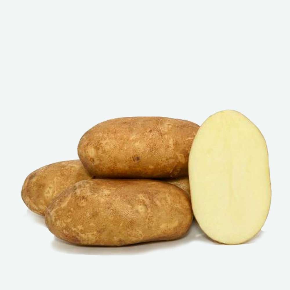 PATATAS DE SIEMBRA AGRIA -BAND. 100UD - PATATA PIEL AMARILLA