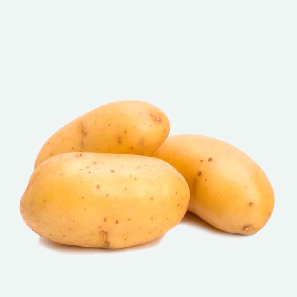 BATATAS DE SEMENTE SPUNTA-BAND. 100 UNIDADES - BATATA PELE AMARELA