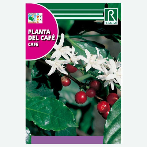PLANTA DEL CAFÉ - SOBRE DE SEMILLAS 4 SEMENTES