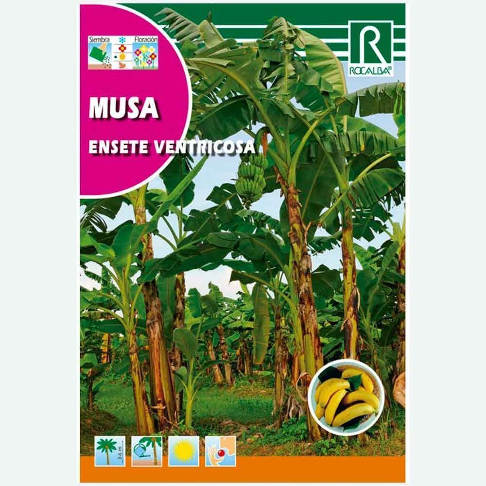 PLATANERA MUSA - ENVELOPE DE SEMENTES 2 aprox.