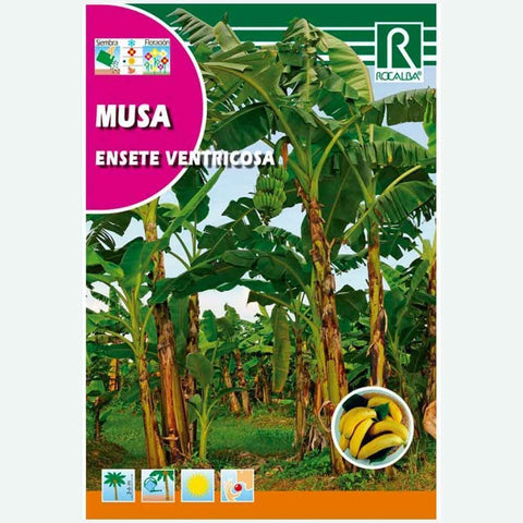 PLATANERA MUSA - ENVELOPE DE SEMENTES 2 aprox.