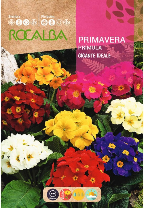 PRIMAVERA - PRIMULA GIGANTE IDEAL - ENVELOPE DE SEMENTES 0,2G