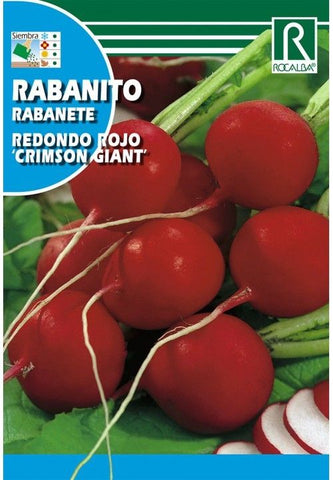 RABANITO REDONDO ROJO GIGANTE 100 GR.