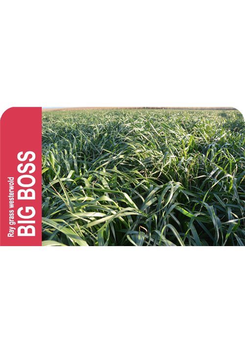 RAY GRASS WESTER. BIGBOSS 5 KG-LOLIUM MULTIFLORUM