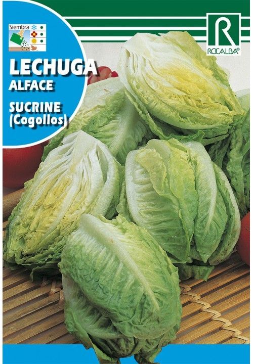SEMENTES DE ALFACE SUCRINA ALFACE