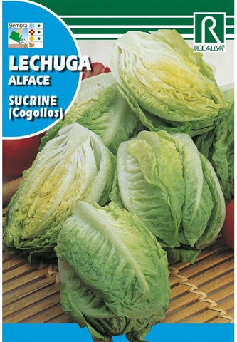 SEMENTES DE ALFACE SUCRINA ALFACE