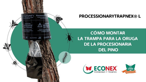 ARMADILHA ECO PROCESSIONÁRIA - TRAPNEX 130 CM