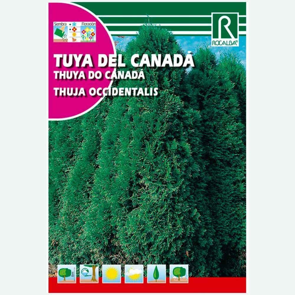 TUYA DEL CANADA - SOBRE DE SEMILLAS 0.5 GR.