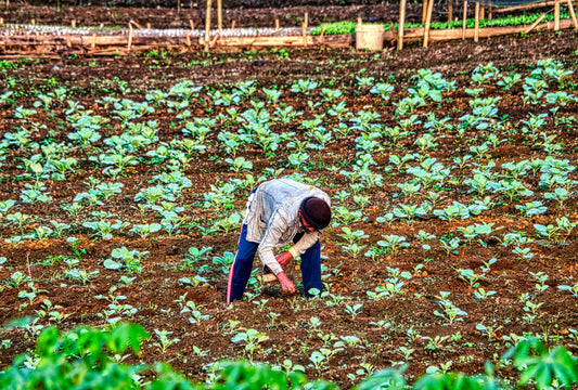 Semillas Pre-Sembradas: Una Innovación Revolucionaria en la Agricultura