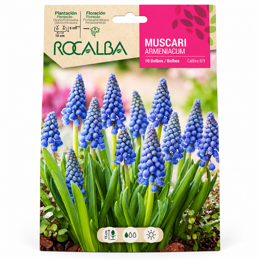 BULBOS MUSCARIS AZUL ARMENIACUM 10 UD. ROCALBA