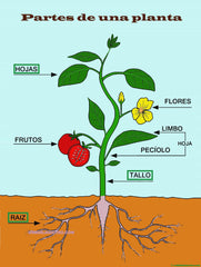 PLANTA