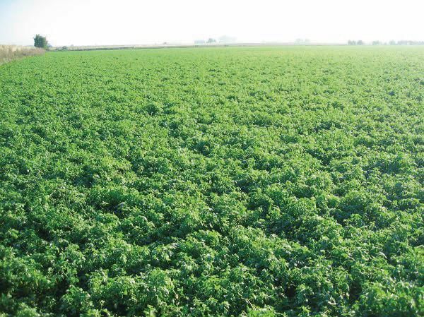 ALFALFA EZZELINA R2 10 KG - SEMILLA CERTIFICADA ROCALBA