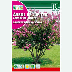 ARBOL DE JUPITER - SOBRE DE SEMILLAS 0.5 GR.