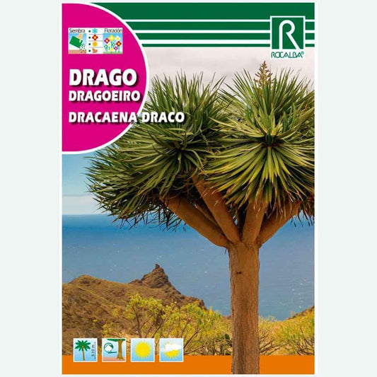 DRACENA DRAGO TREE - ENVELOPPE DE GRAINES 4 env.