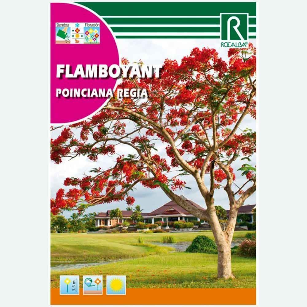 ARBRE FLAMBOYANT - ENVELOPPE DE GRAINES 1G