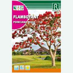 ÁRBOL FLAMBOYANT - SOBRE DE SEMILLAS 1G