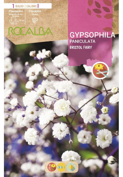 BULBO GYPSOPHILA PANICULATA  - 1UD