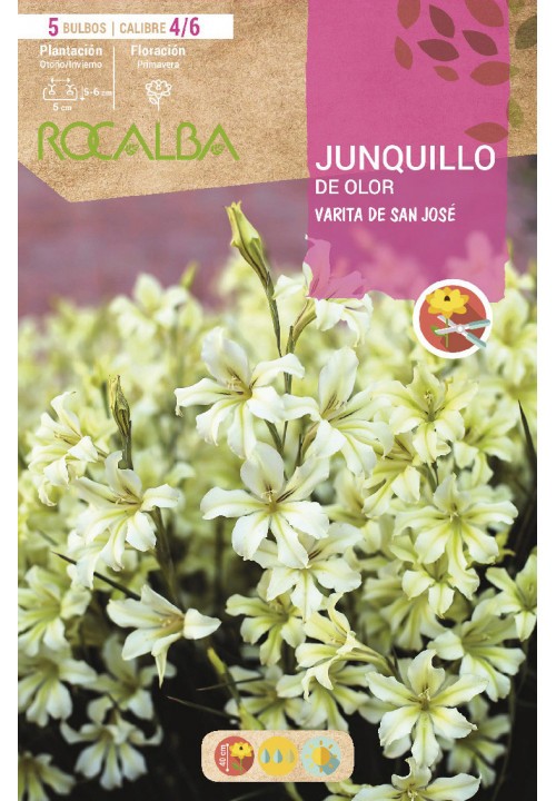 BULBO DE JUNQUIL CHEIRO DE VARINHA SAN JOSÉ - 5 UNIDADES.
