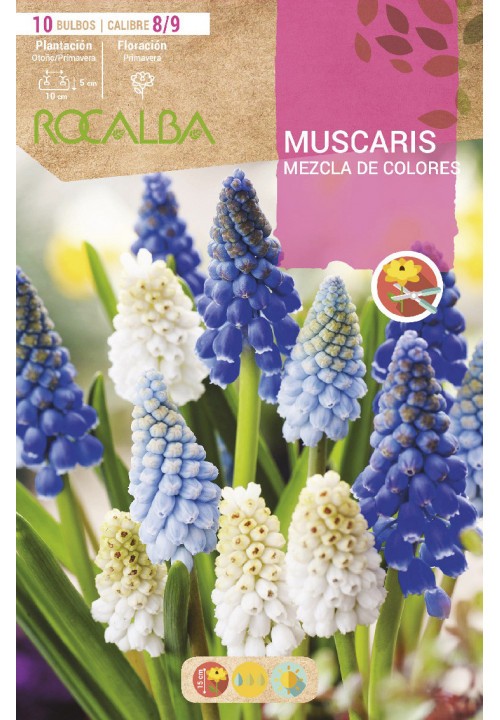 BULBO MUSCARI CORES MISTAS - 10 UNIDADES